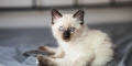 7weeks_0005