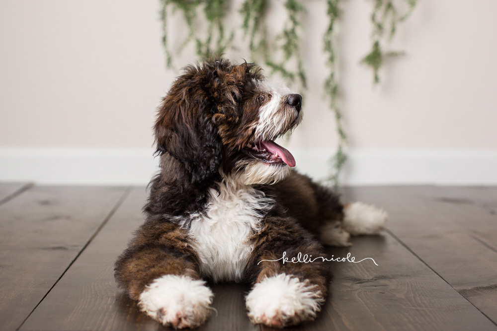 bernadoodle, doodle, kelli nicole photography, houston pet photographer, houston pet photography, pet photography, dog photographer, doodle photographs, puppy, dog, texas doodles, bernadoodle puppy, studio, plm, paul c buff, color, vines, greenery