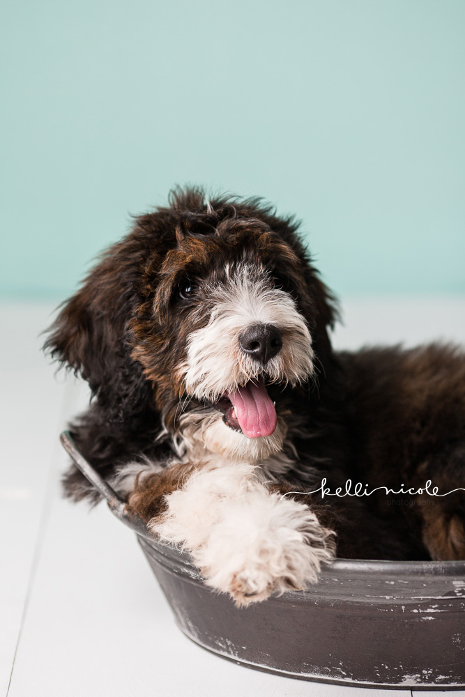 bernadoodle, doodle, kelli nicole photography, houston pet photographer, houston pet photography, pet photography, dog photographer, doodle photographs, puppy, dog, texas doodles, bernadoodle puppy, studio, plm, paul c buff, color, green background, mint background