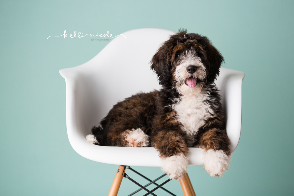 bernadoodle, doodle, kelli nicole photography, houston pet photographer, houston pet photography, pet photography, dog photographer, doodle photographs, puppy, dog, texas doodles, bernadoodle puppy, studio, plm, paul c buff, color, green background, mint background