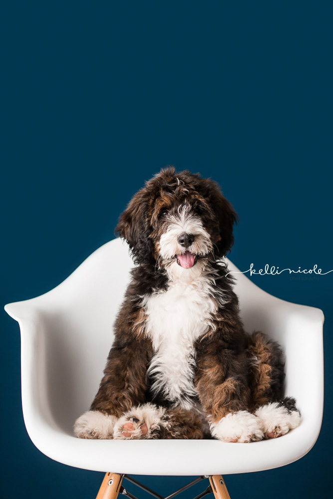 bernadoodle, doodle, kelli nicole photography, houston pet photographer, houston pet photography, pet photography, dog photographer, doodle photographs, puppy, dog, texas doodles, bernadoodle puppy, studio, plm, paul c buff, color, blue background, teal background