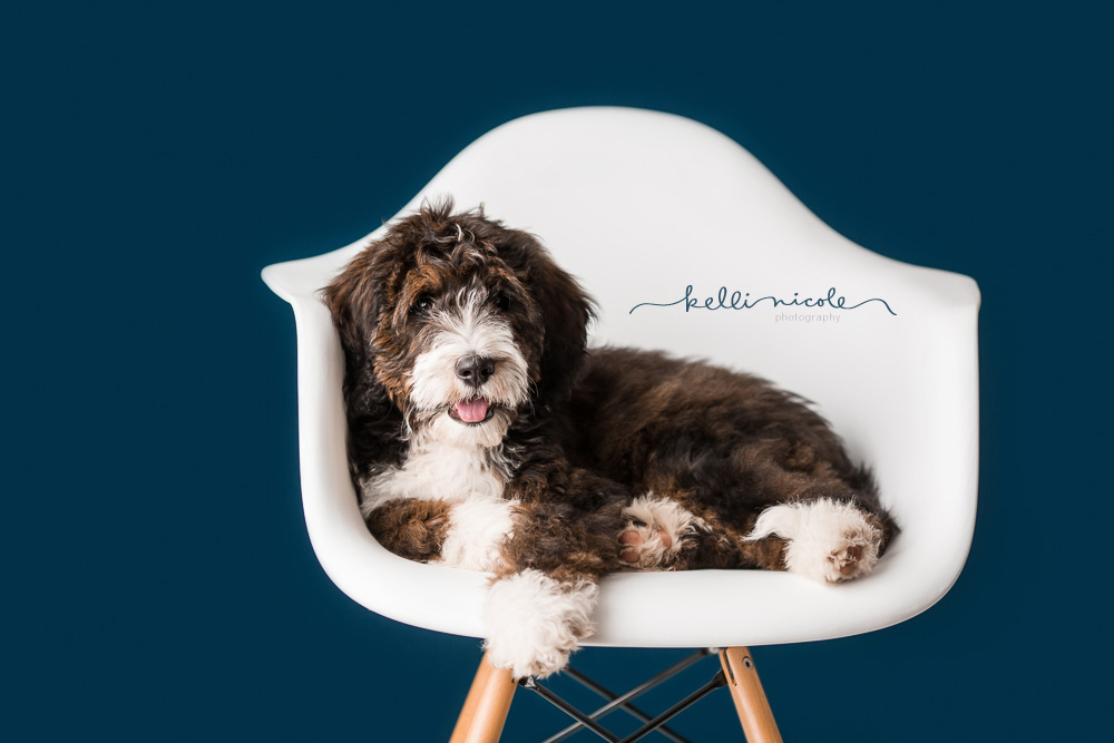 bernadoodle, doodle, kelli nicole photography, houston pet photographer, houston pet photography, pet photography, dog photographer, doodle photographs, puppy, dog, texas doodles, bernadoodle puppy, studio, plm, paul c buff, color, blue background, teal background