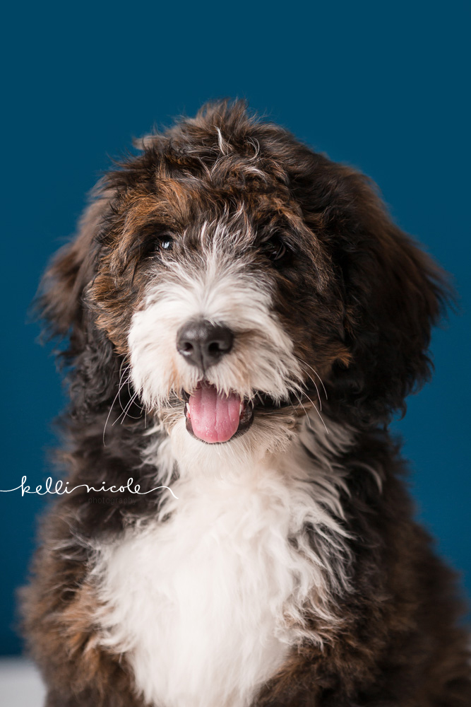 bernadoodle, doodle, kelli nicole photography, houston pet photographer, houston pet photography, pet photography, dog photographer, doodle photographs, puppy, dog, texas doodles, bernadoodle puppy, studio, plm, paul c buff, color, blue background, teal background